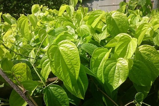Lá trầu tốt cho sức khỏe như thế nào