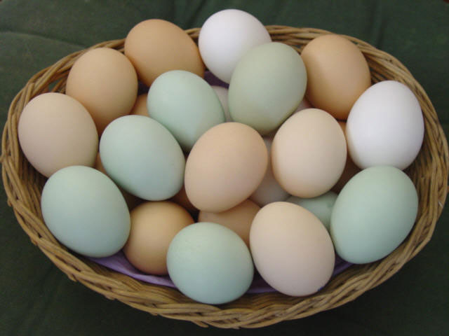 trứng, trứng giàu năng lượng, ăn trứng
