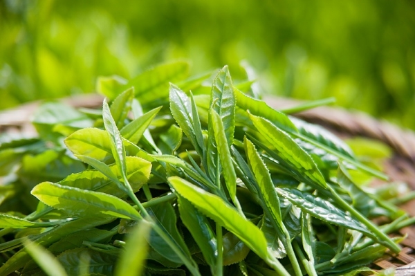 Uống trà xanh mỗi ngày có lợi gì?