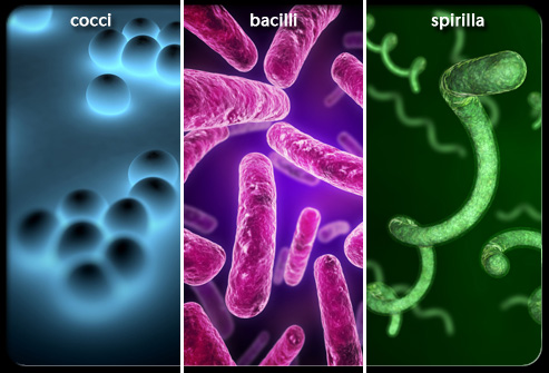 Một số bệnh nhiễm trùng phổ biến do vi khuẩn gây ra