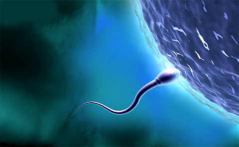 15 bí mật thú vị về tinh trùng