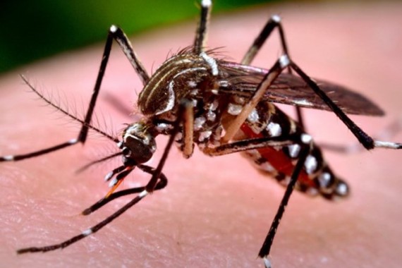 Những căn bệnh nguy hiểm do muỗi gây ra mà bạn cần biết