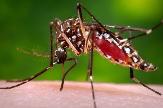 7 bệnh nguy hiểm do muỗi gây ra