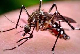 Những căn bệnh nguy hiểm do muỗi gây ra mà bạn cần biết
