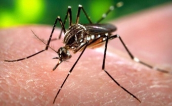 Sắp thử nghiệm thuốc điều trị Zika trên người